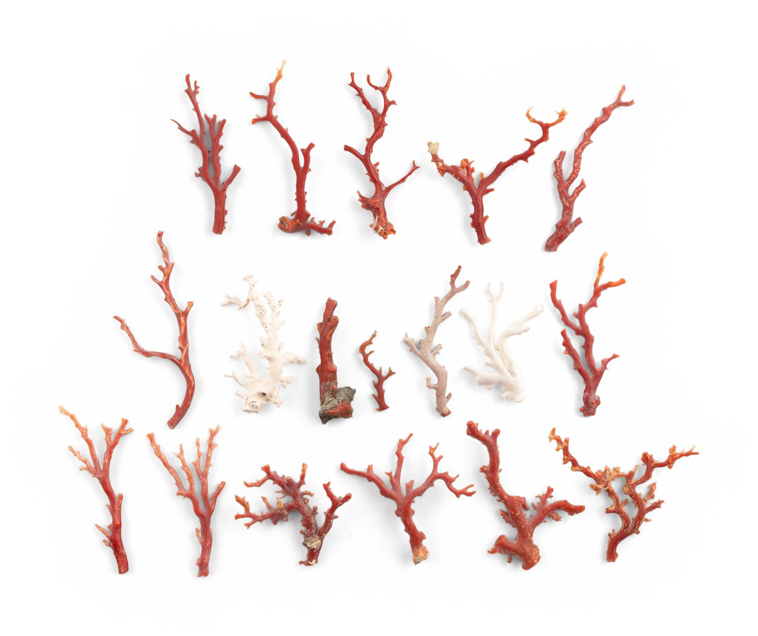 A Large Collection of Coral Branch Specimens