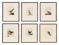 Six Bird Portraits