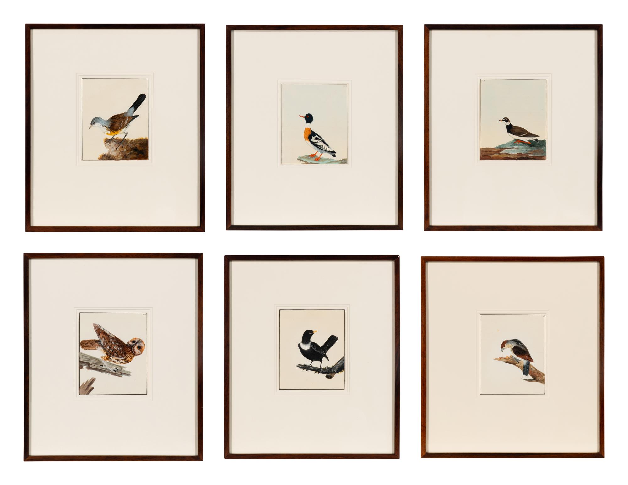 Six Bird Portraits