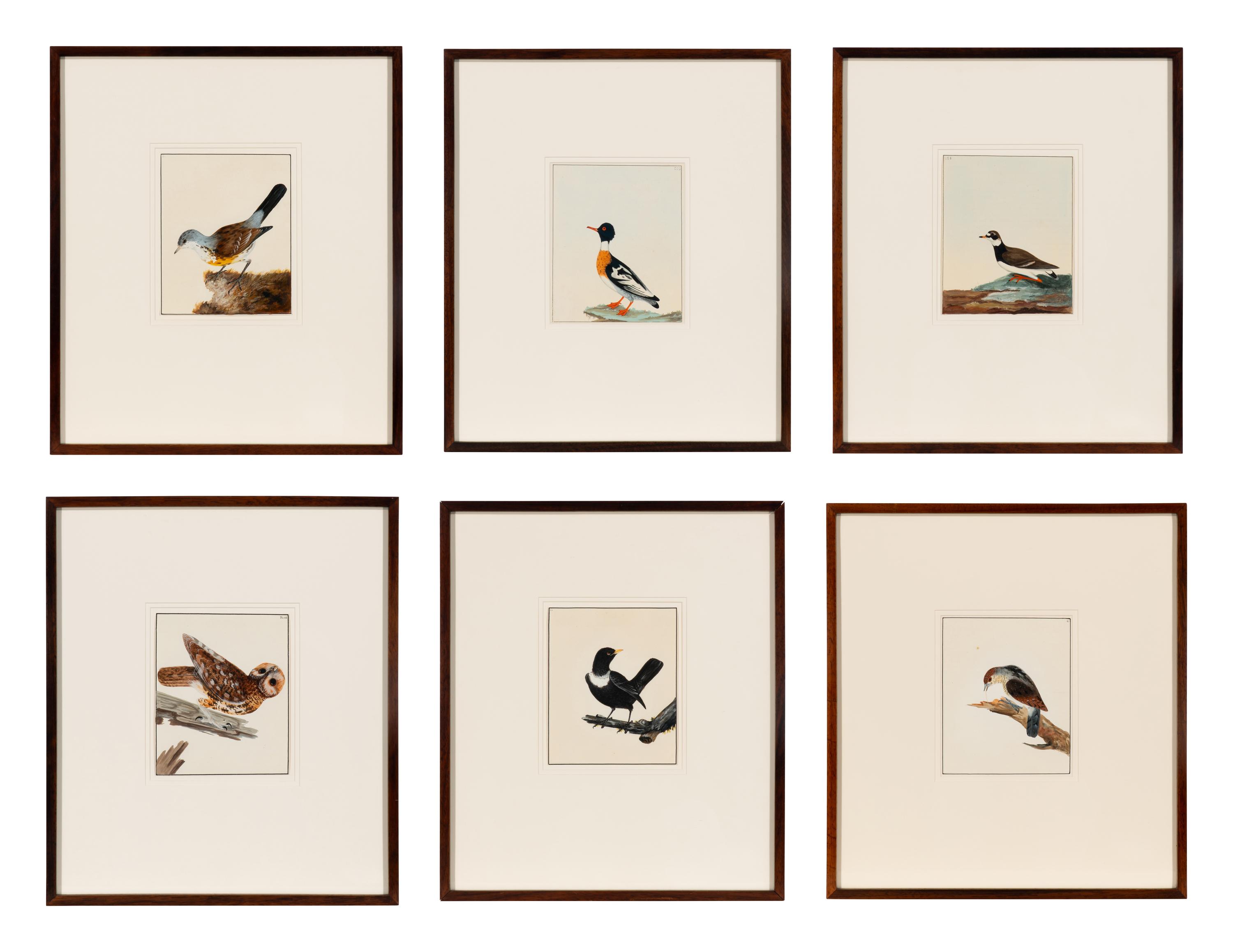 Six Bird Portraits