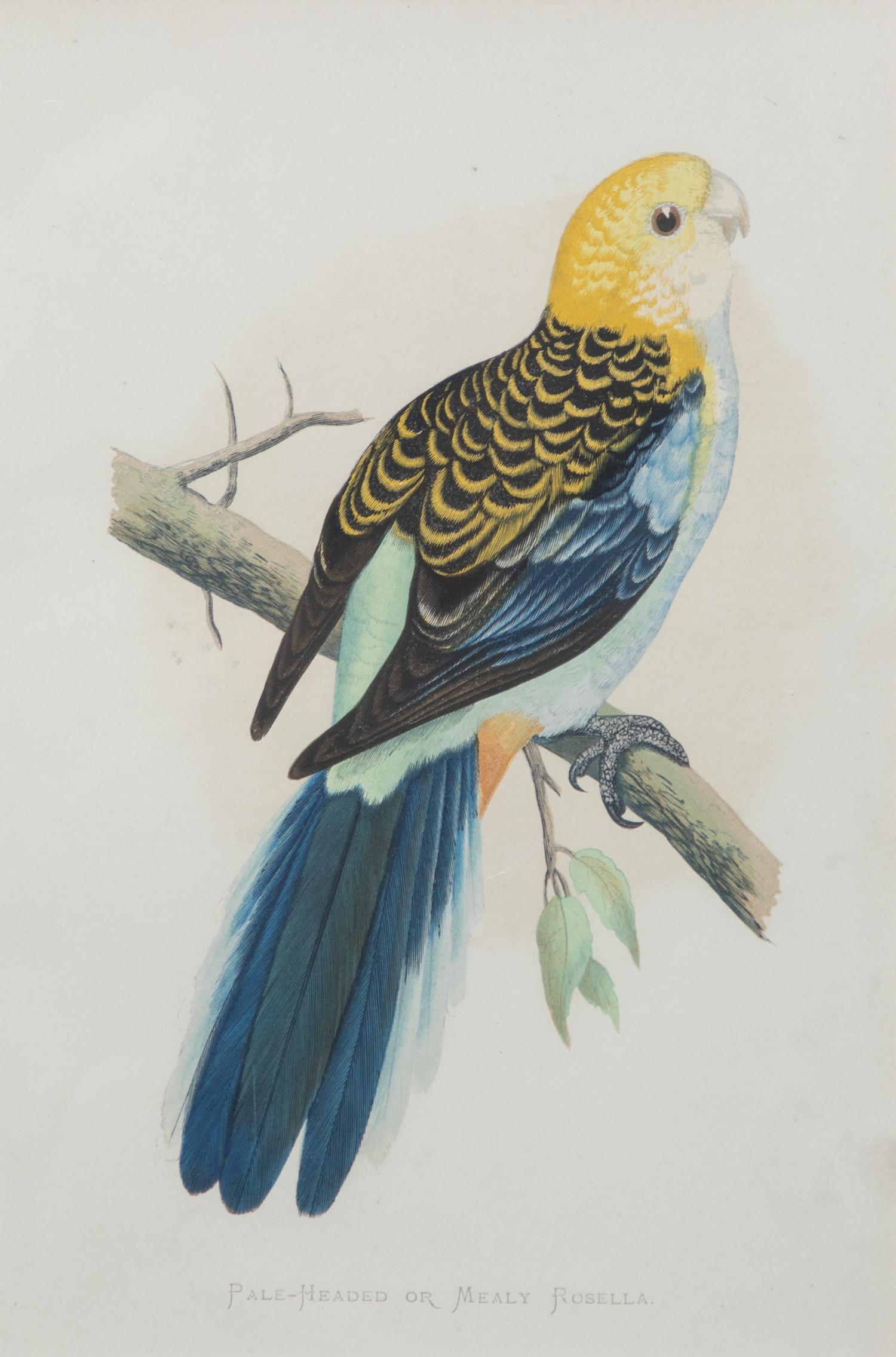 Four Gilt Framed Ornithological Prints of Parakeets Image area 9 x 6 inches — LATE 19TH CENTURY