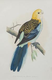 Four Gilt Framed Ornithological Prints of Parakeets Image area 9 x 6 inches — LATE 19TH CENTURY