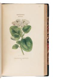 [Natural History] Duppa, Richard. The Classes and Orders of the Linnaean System of Botany