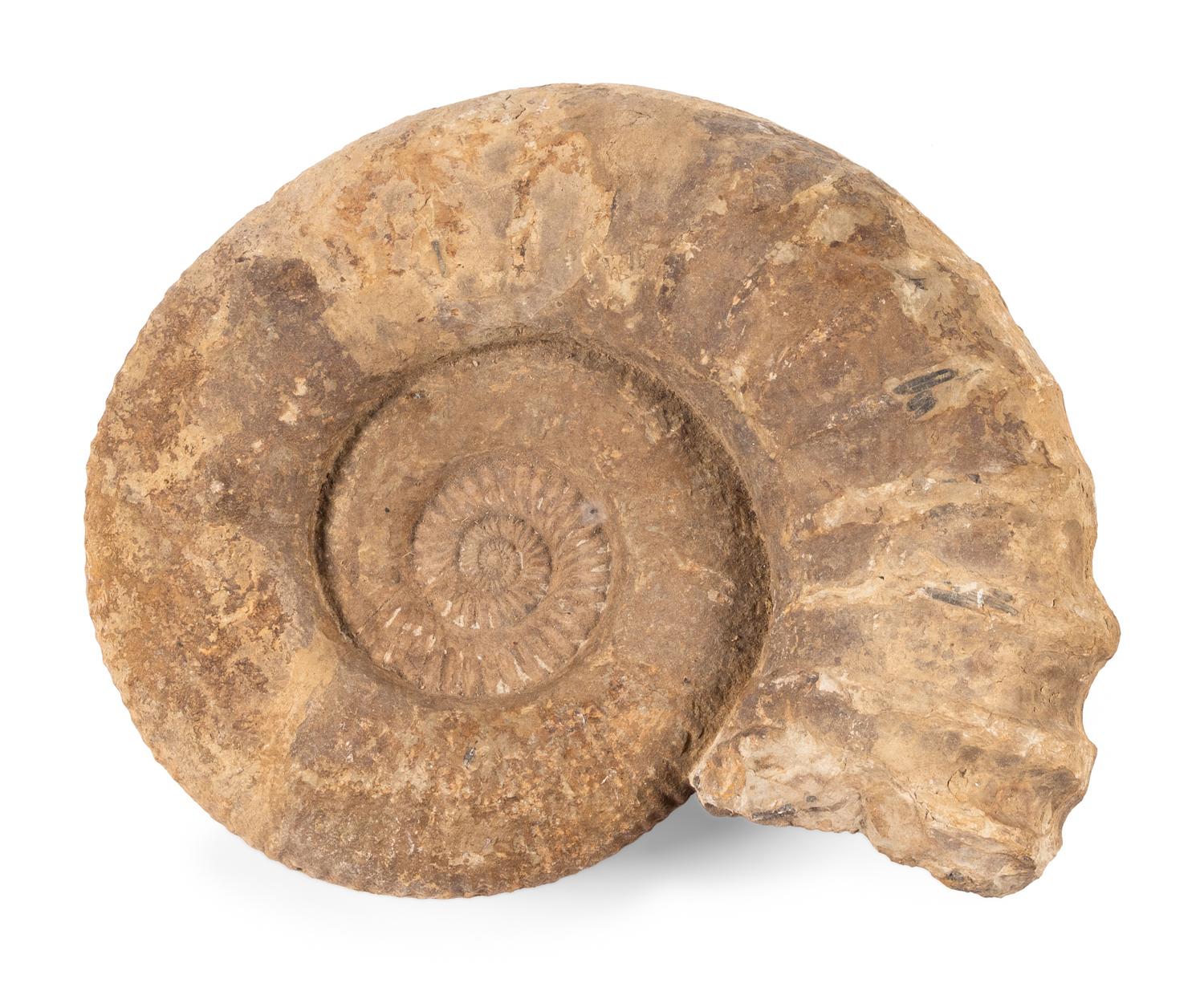 An Ammonite Fossil