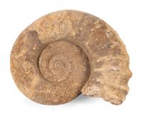 An Ammonite Fossil