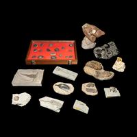 A Group of 13 Natural History Fossils
