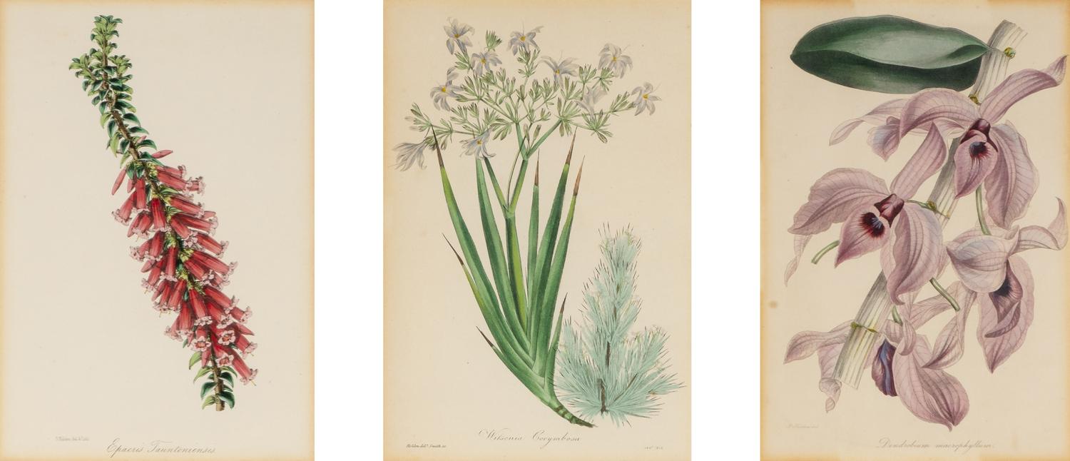 A Collection of Fourteen English Hand-Colored Botanical Engravings