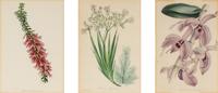 A Collection of Fourteen English Hand-Colored Botanical Engravings