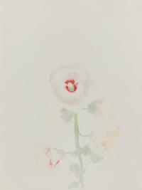 Hollyhocks , c. 1919