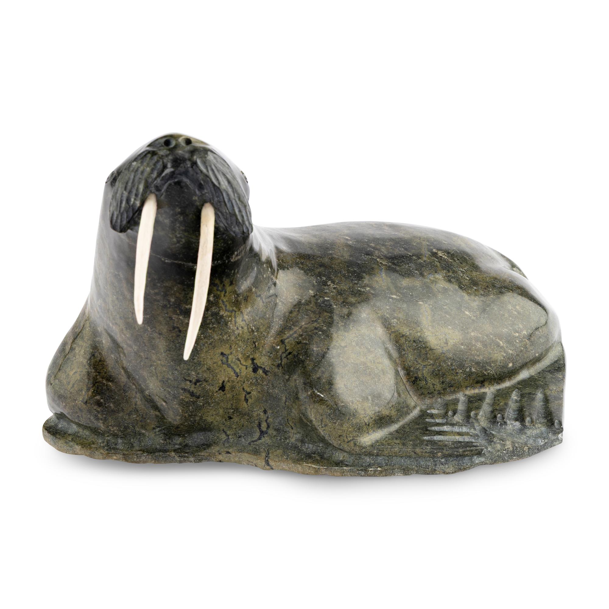 Walrus