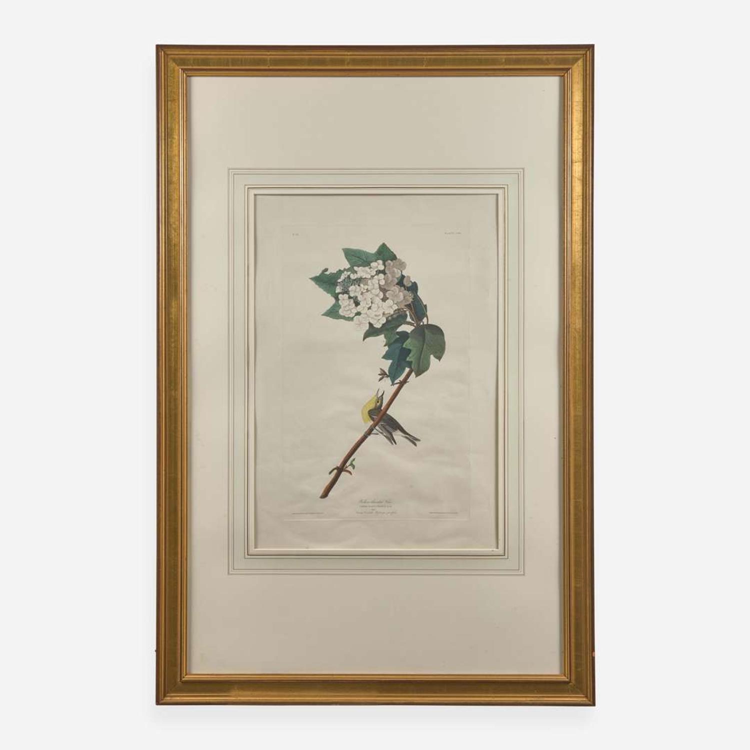 [Prints] Audubon, J(ohn). J(ames). Yellow-throated Vireo