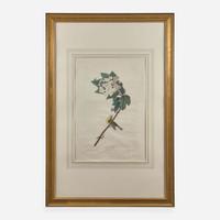 [Prints] Audubon, J(ohn). J(ames). Yellow-throated Vireo