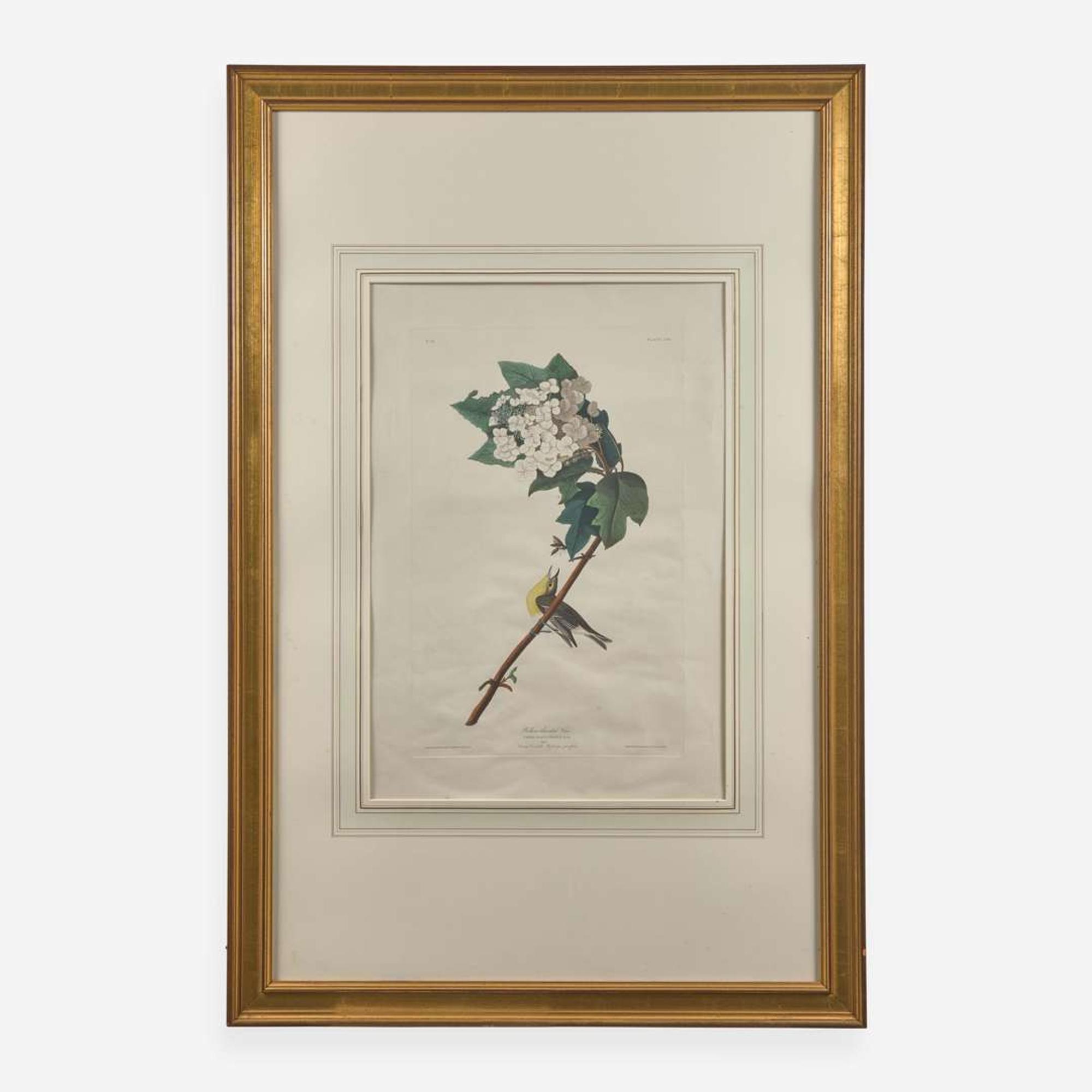 [Prints] Audubon, J(ohn). J(ames). Yellow-throated Vireo