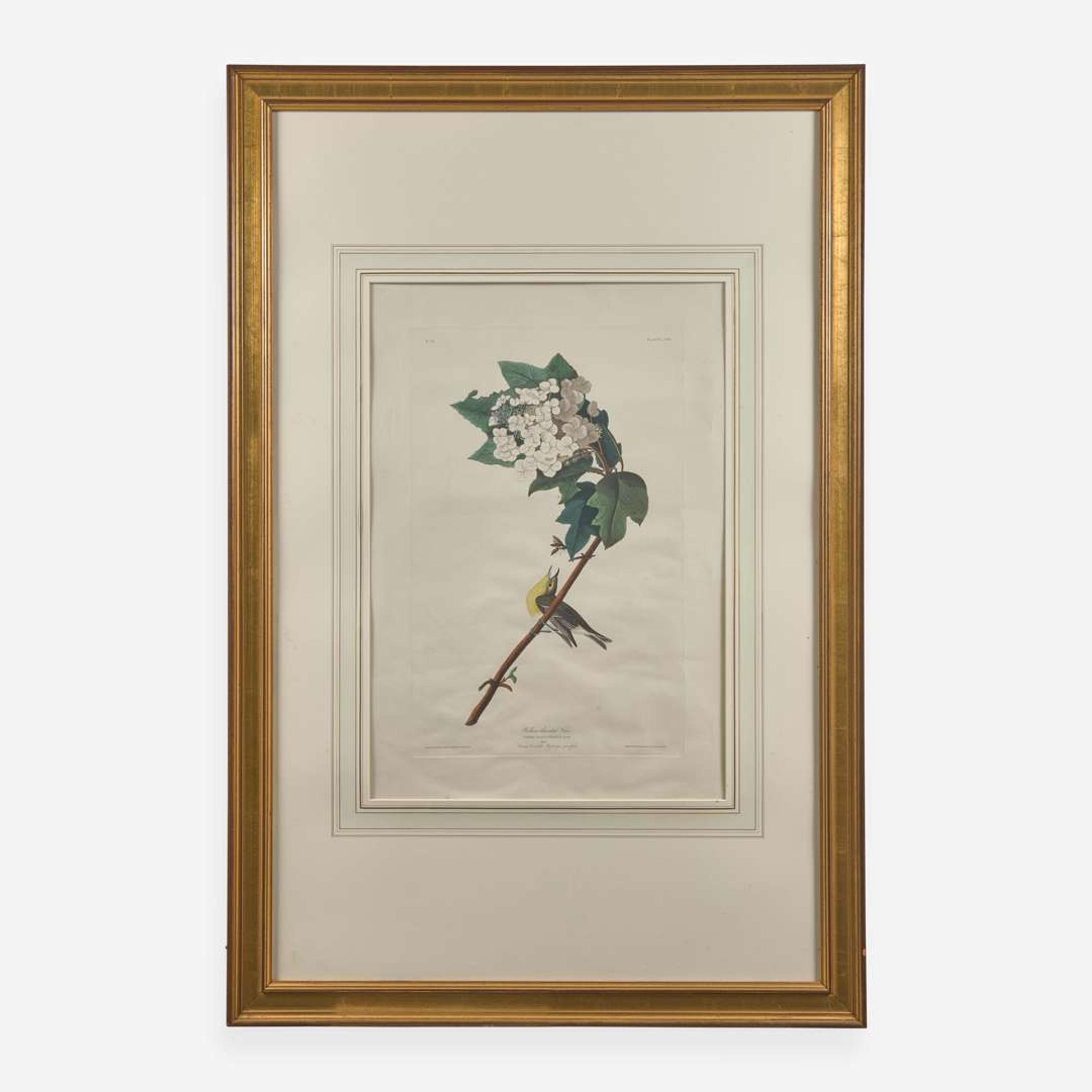 [Prints] Audubon, J(ohn). J(ames). Yellow-throated Vireo