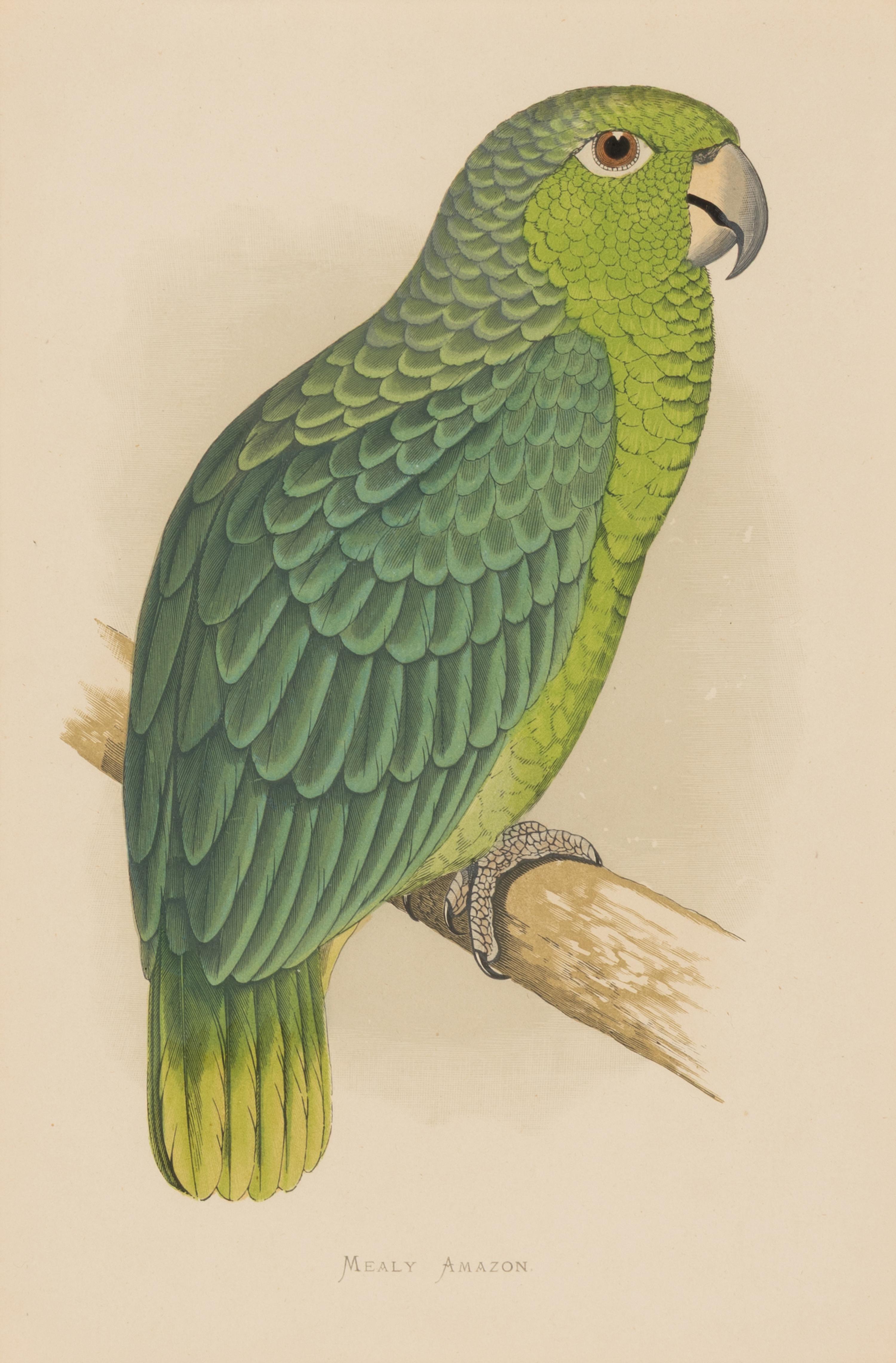 William Thomas Greene (English, 19th Century) — Parrots in Captivity (six plates, after Alexander F. Lydon)