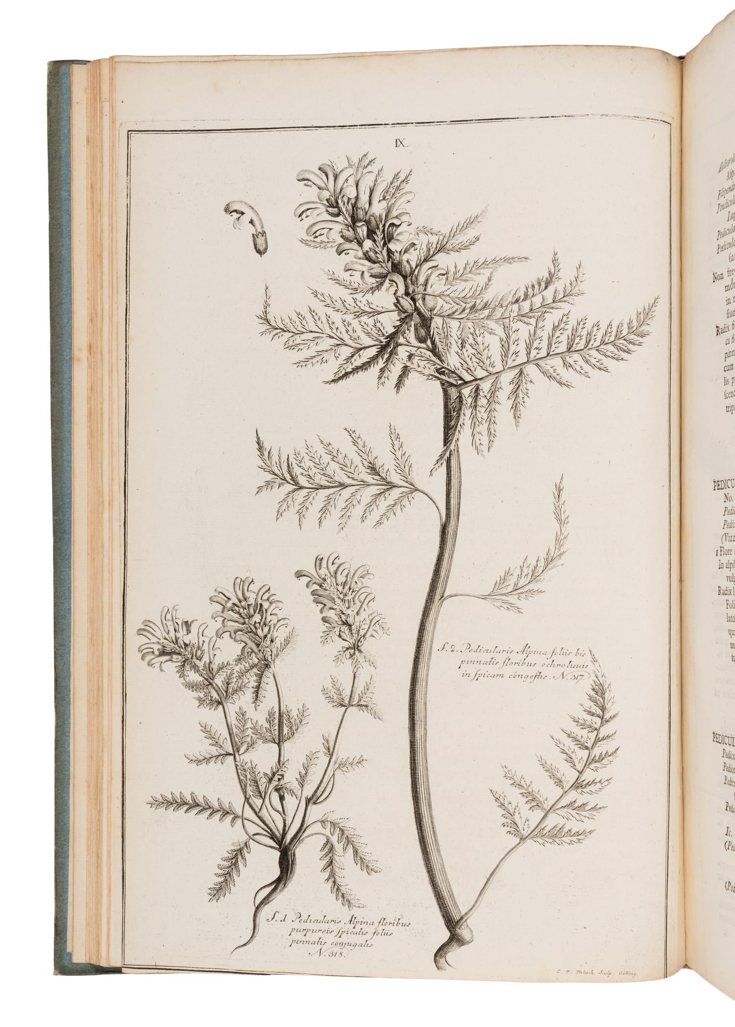 [NATURAL HISTORY]. HALLER, Albrecht von (1708-1777). Icones plantarum Helvetiae, ex ipsius historia stirpium Helveticarum denuo recusae, cum descriptionibus clarissimi auctoris. Berne: Sumptibus Bibliop. Typographici, 1813.