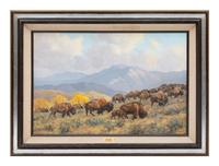 American Bison