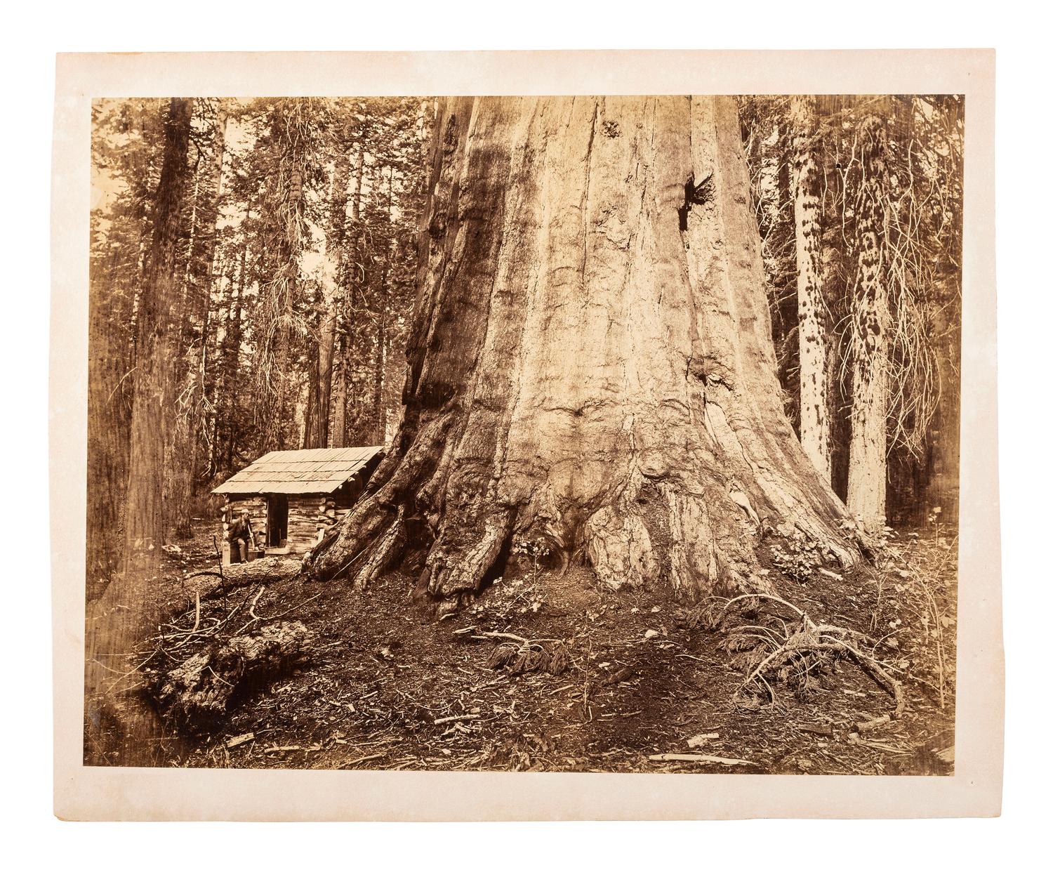 [WESTERN AMERICANA]. [MUYBRIDGE, Eadweard (1830-1904), photographer)]. Wm. H. Seward. 85 Feet in Circumference. Mariposa Grove of Mammoth Trees. Mammoth plate photograph. Ca 1870s.