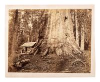 [WESTERN AMERICANA]. [MUYBRIDGE, Eadweard (1830-1904), photographer)]. Wm. H. Seward. 85 Feet in Circumference. Mariposa Grove of Mammoth Trees. Mammoth plate photograph. Ca 1870s.