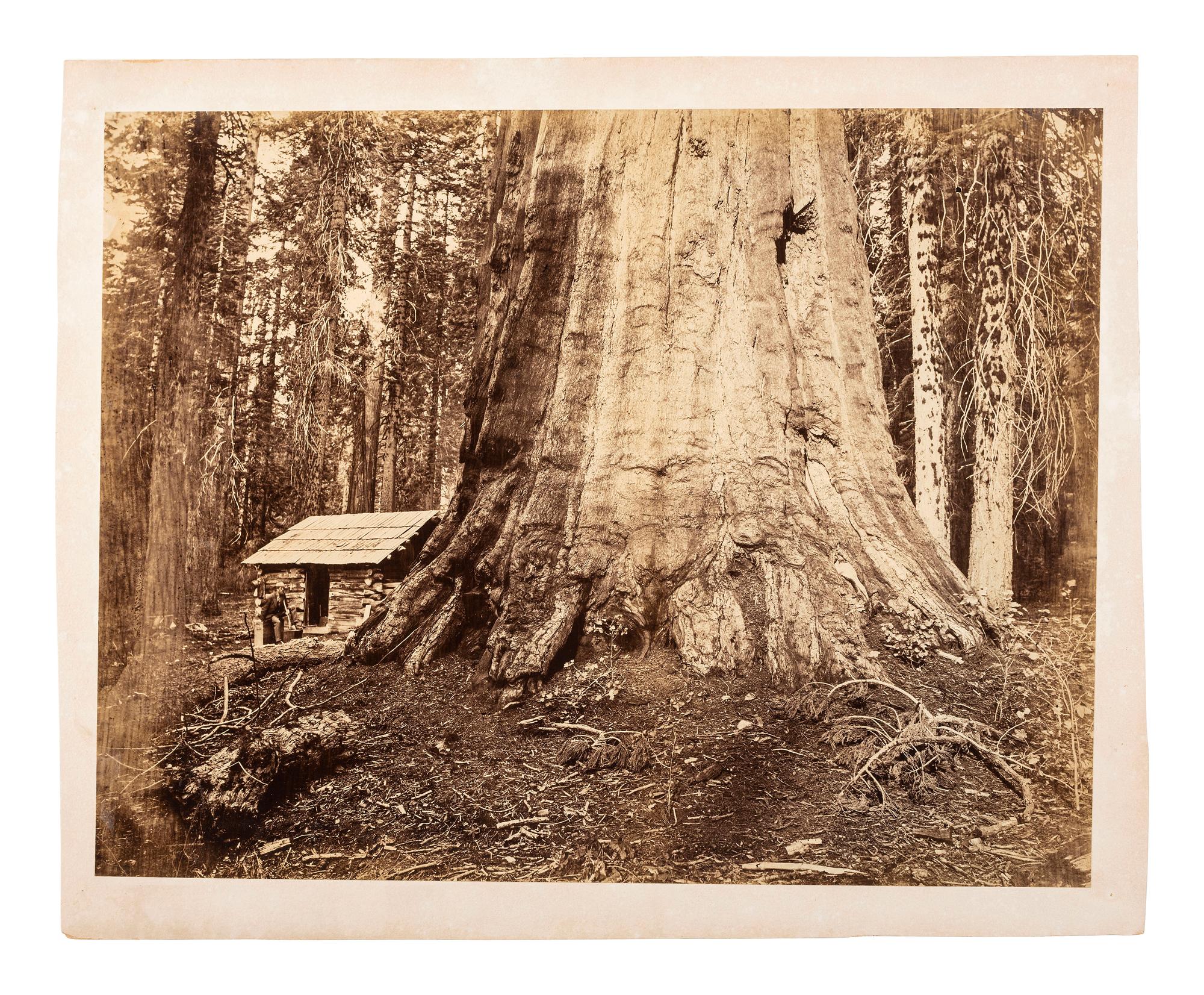 [WESTERN AMERICANA]. [MUYBRIDGE, Eadweard (1830-1904), photographer)]. Wm. H. Seward. 85 Feet in Circumference. Mariposa Grove of Mammoth Trees. Mammoth plate photograph. Ca 1870s.