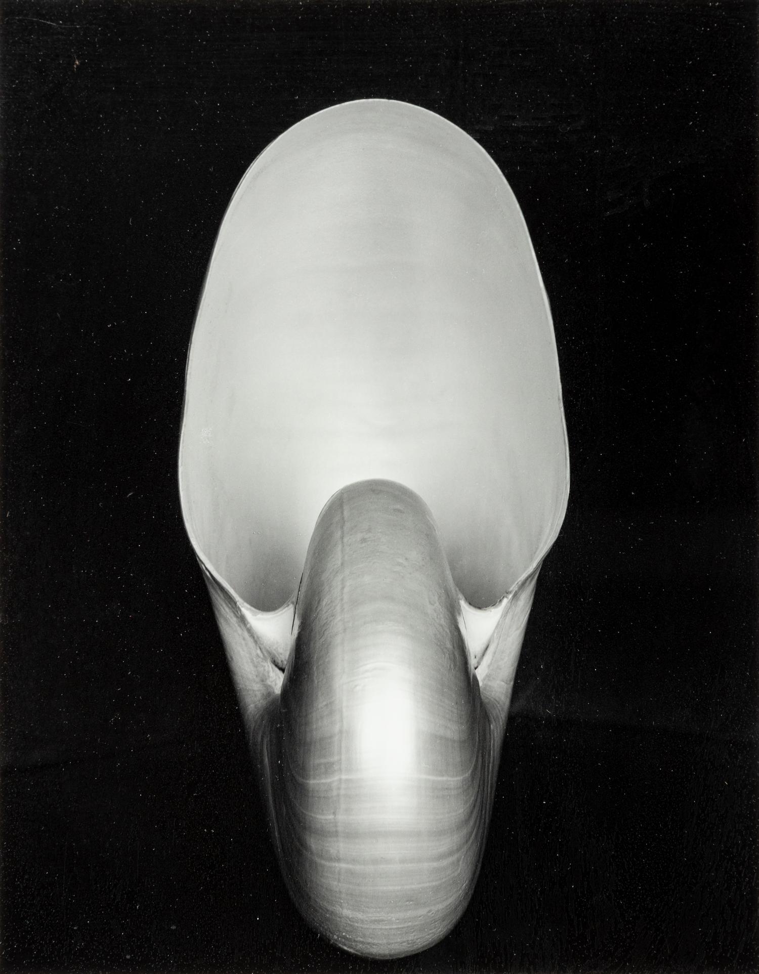 Edward Weston (1886-1958) Shell, 1927