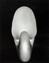 Edward Weston (1886-1958) Shell, 1927