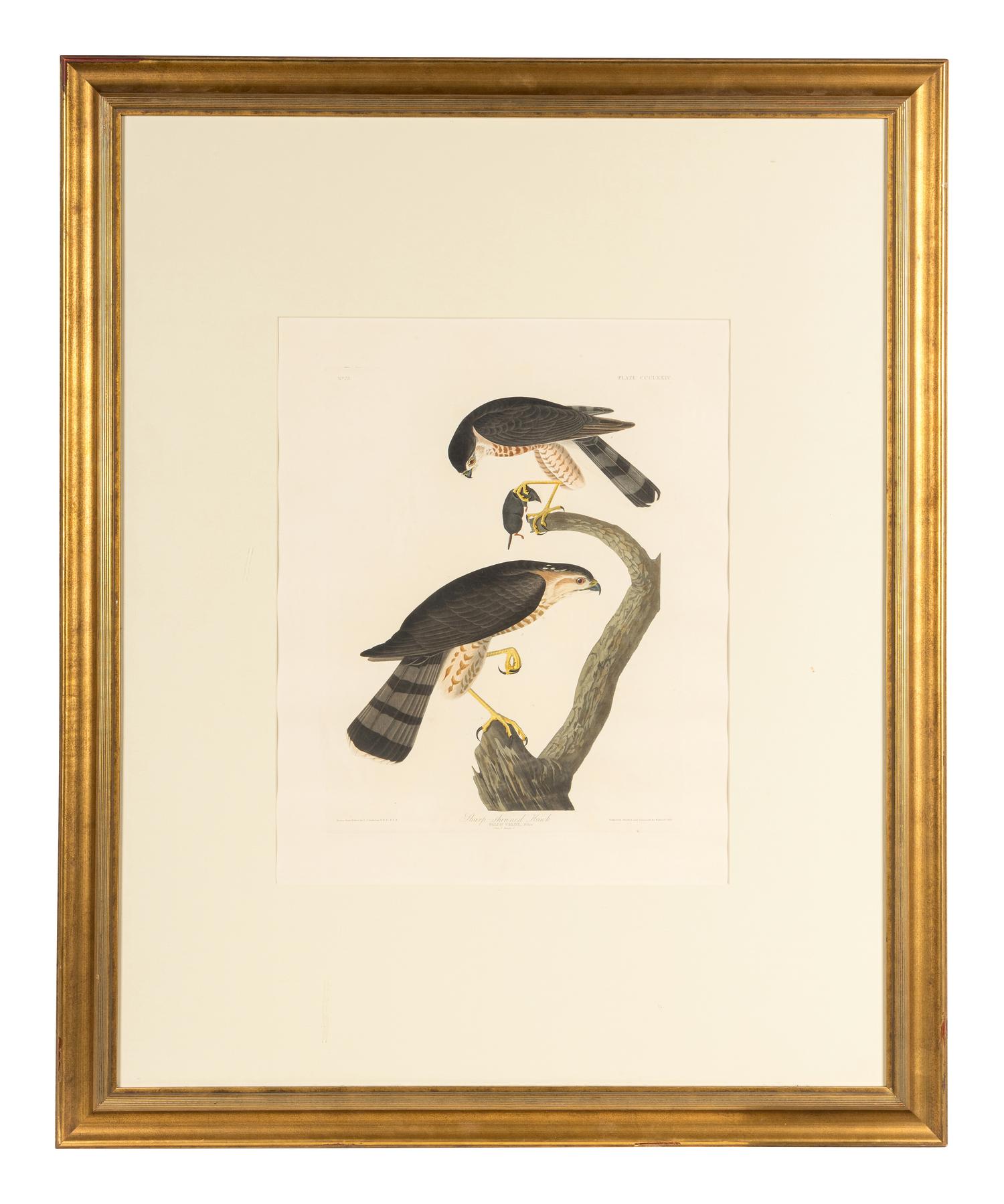 AUDUBON, John James (1785-1851) Sharp-shinned Hawk (Plate CCCLXXIV) Accipter striatus