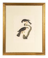 AUDUBON, John James (1785-1851) Sharp-shinned Hawk (Plate CCCLXXIV) Accipter striatus