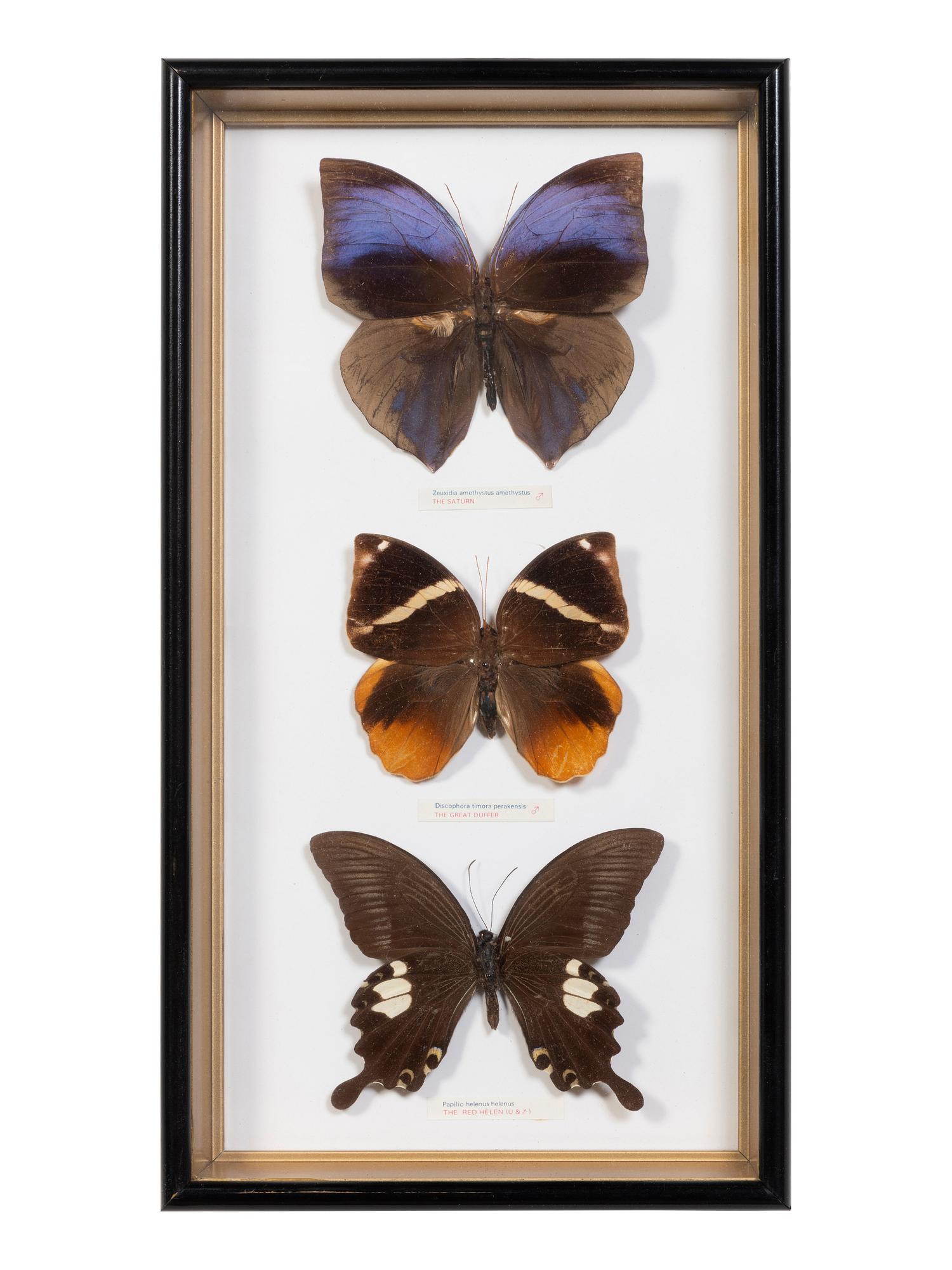Seven Framed Groups of Lepidopterological Specimens