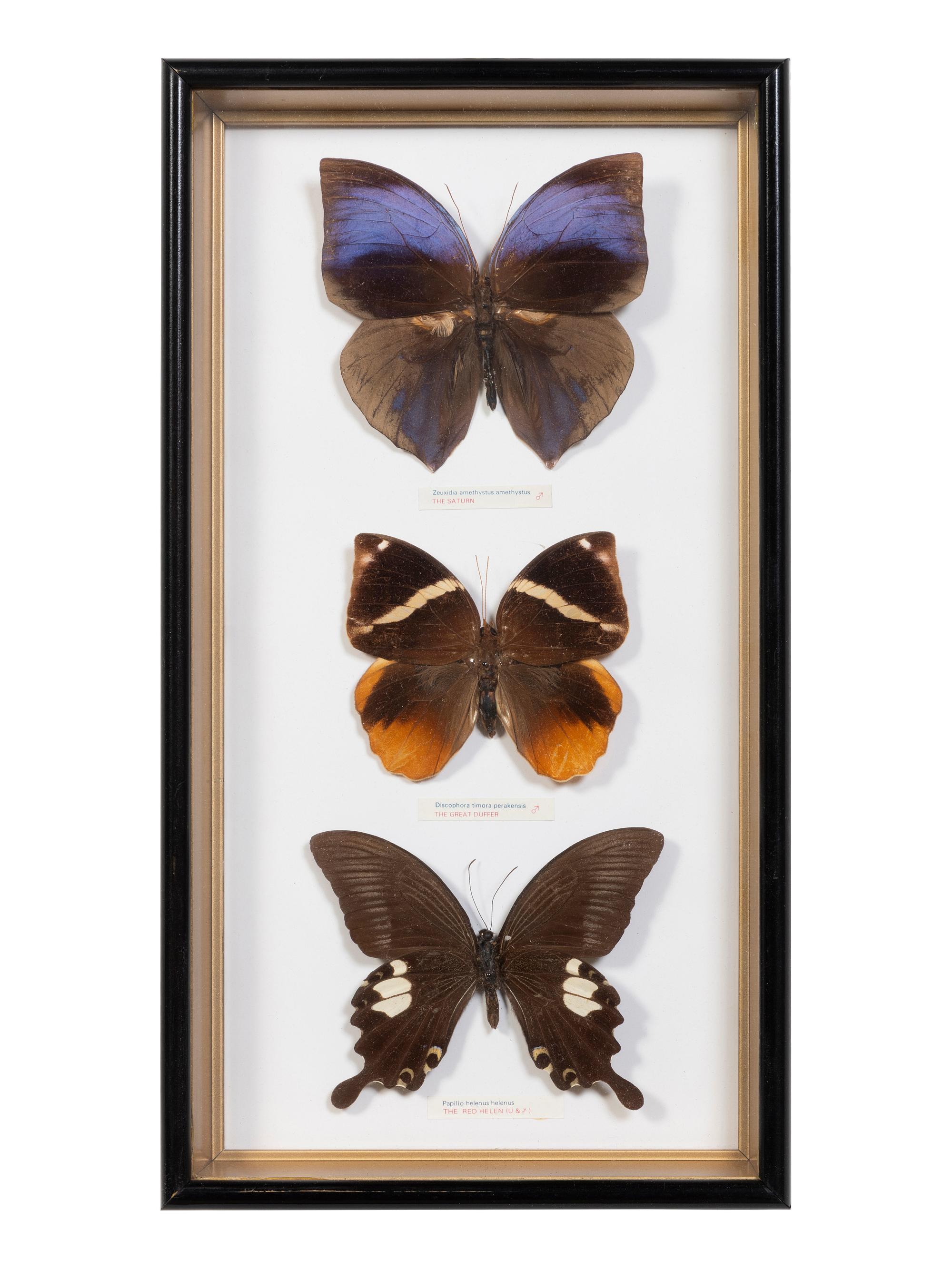 Seven Framed Groups of Lepidopterological Specimens
