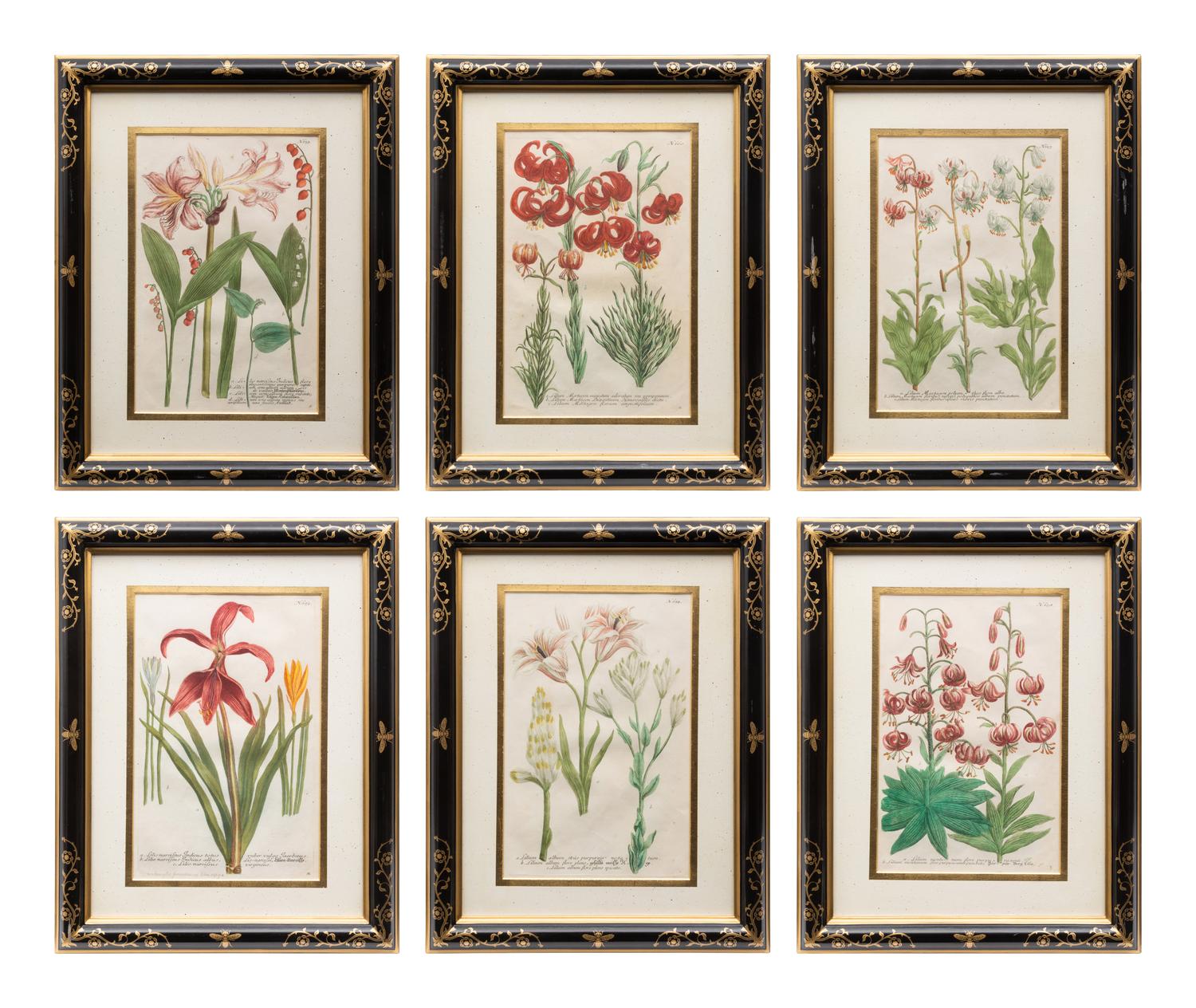 A Group of Johannes Weinamann Botanical Prints from Phytanthoza Iconographia (1737-1745)