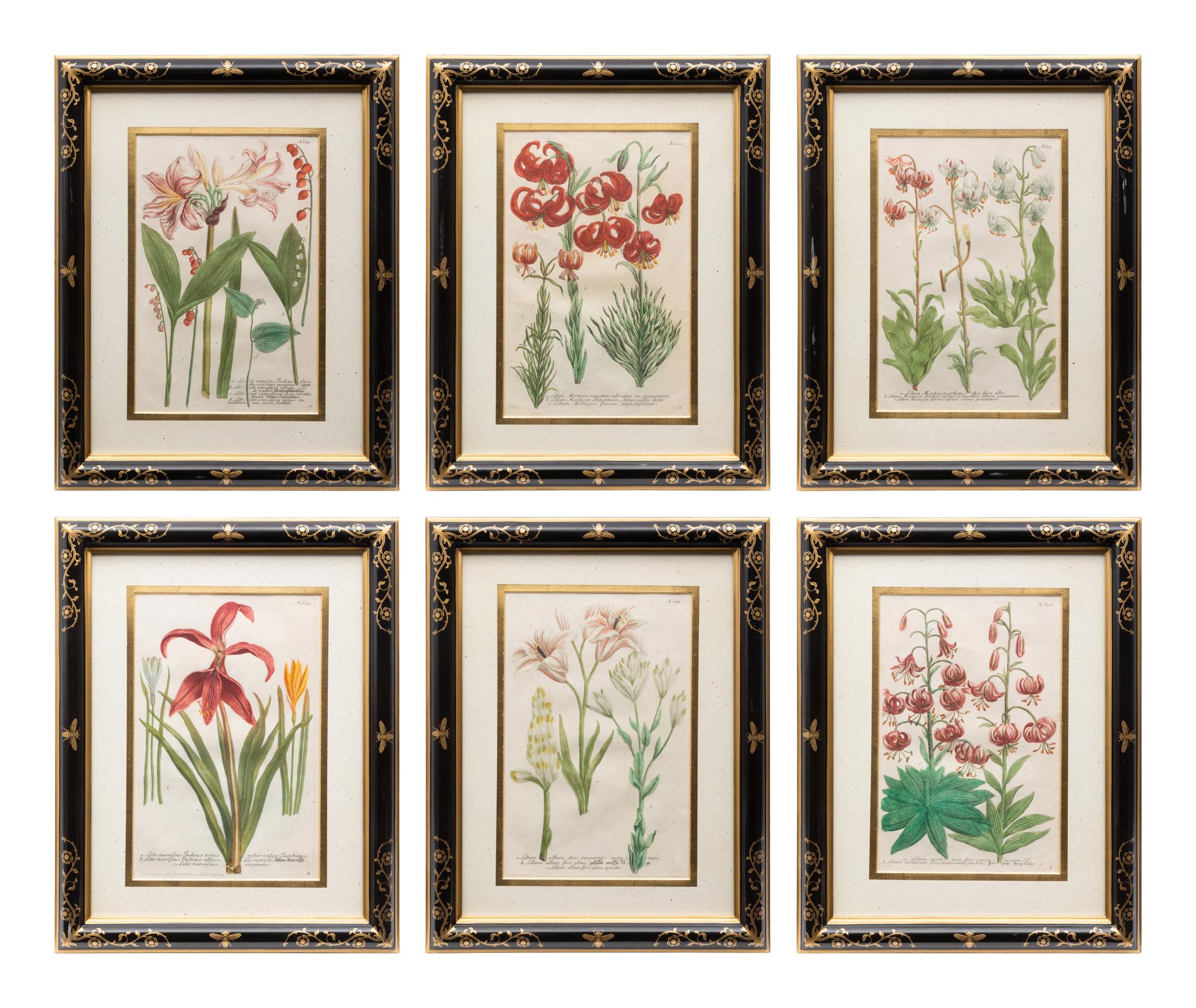 A Group of Johannes Weinamann Botanical Prints from Phytanthoza Iconographia (1737-1745)