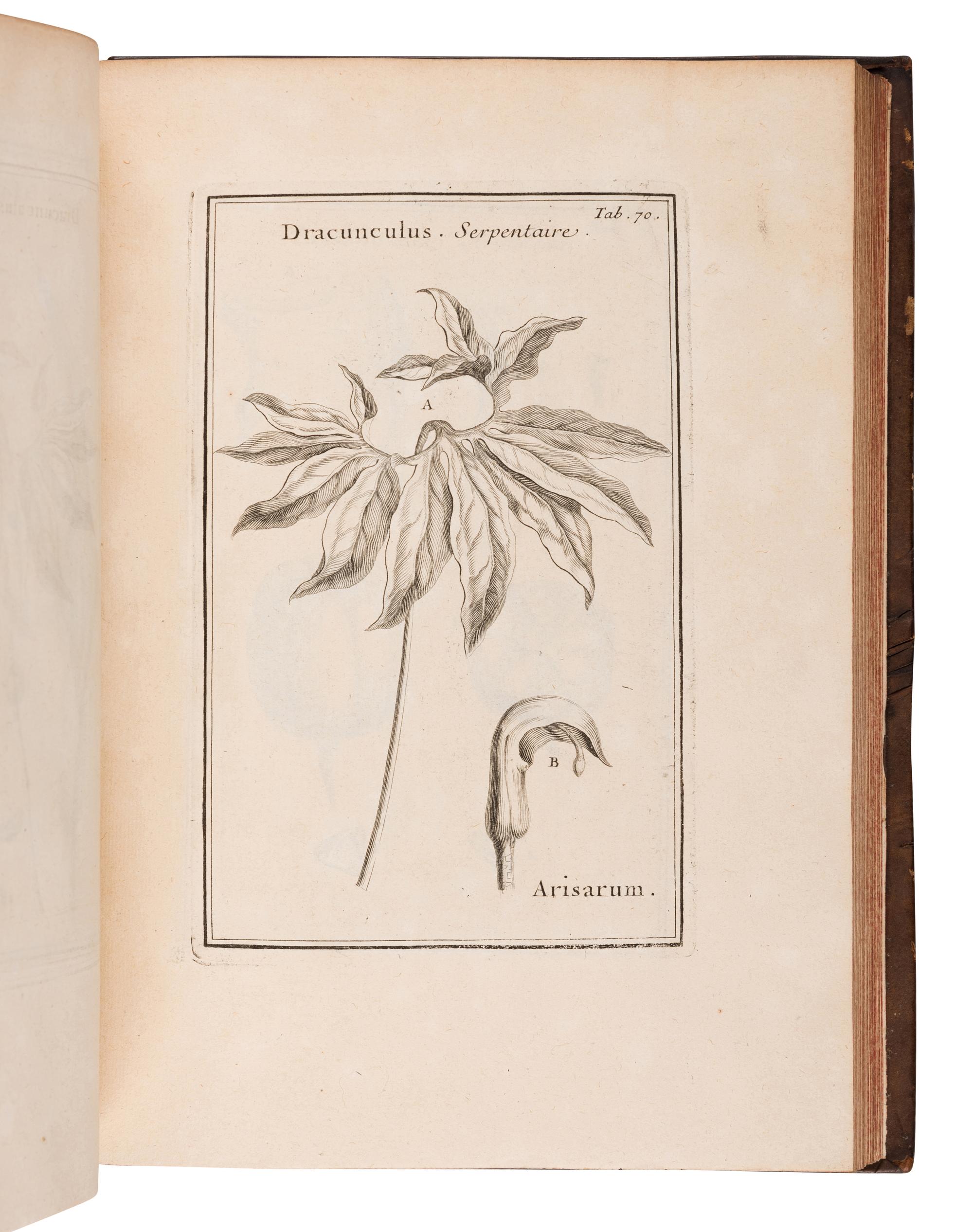 TOURNEFORT, Joseph Pitton de (1656-1708). Institutiones rei herbariae . Paris: Typographia Regia, 1700.