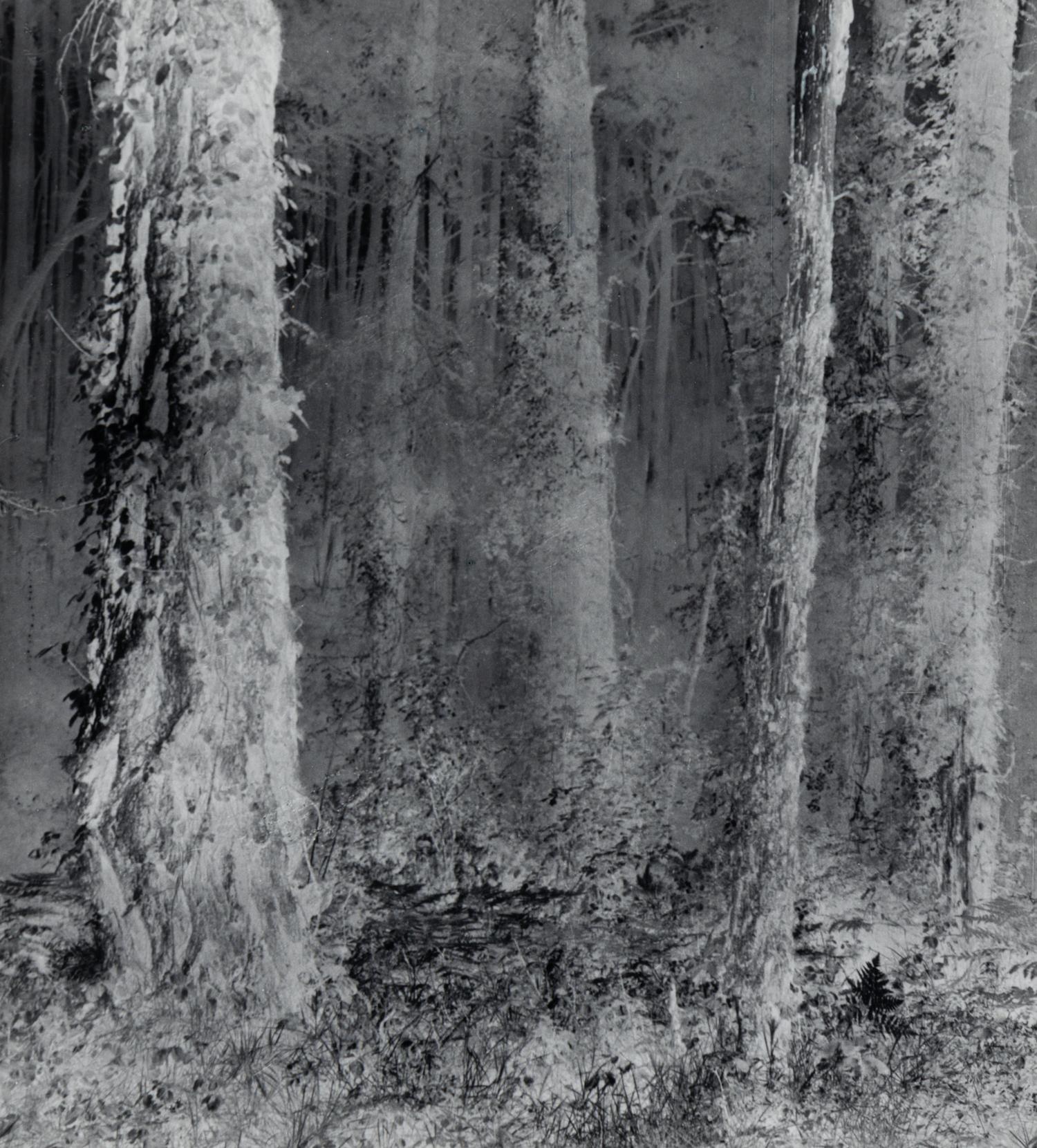 Untitled (Forest), 1970
