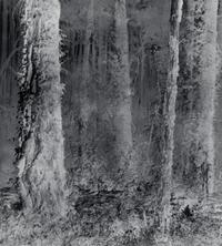 Untitled (Forest), 1970