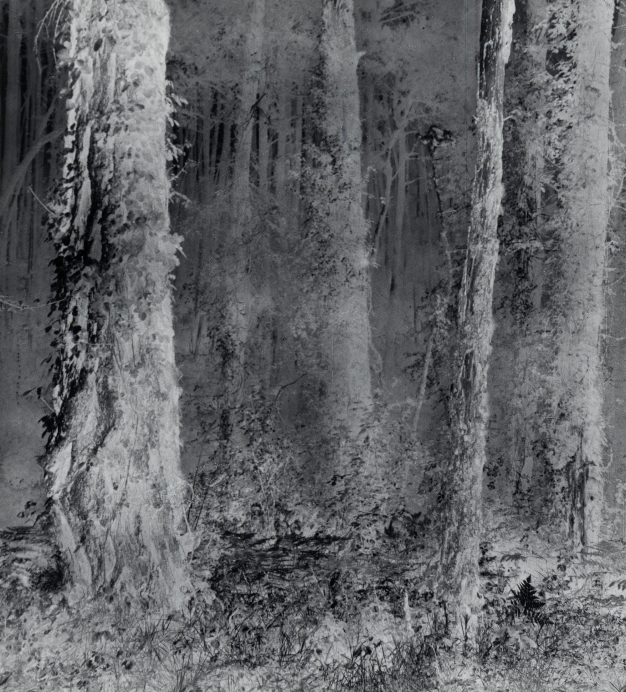 Untitled (Forest), 1970