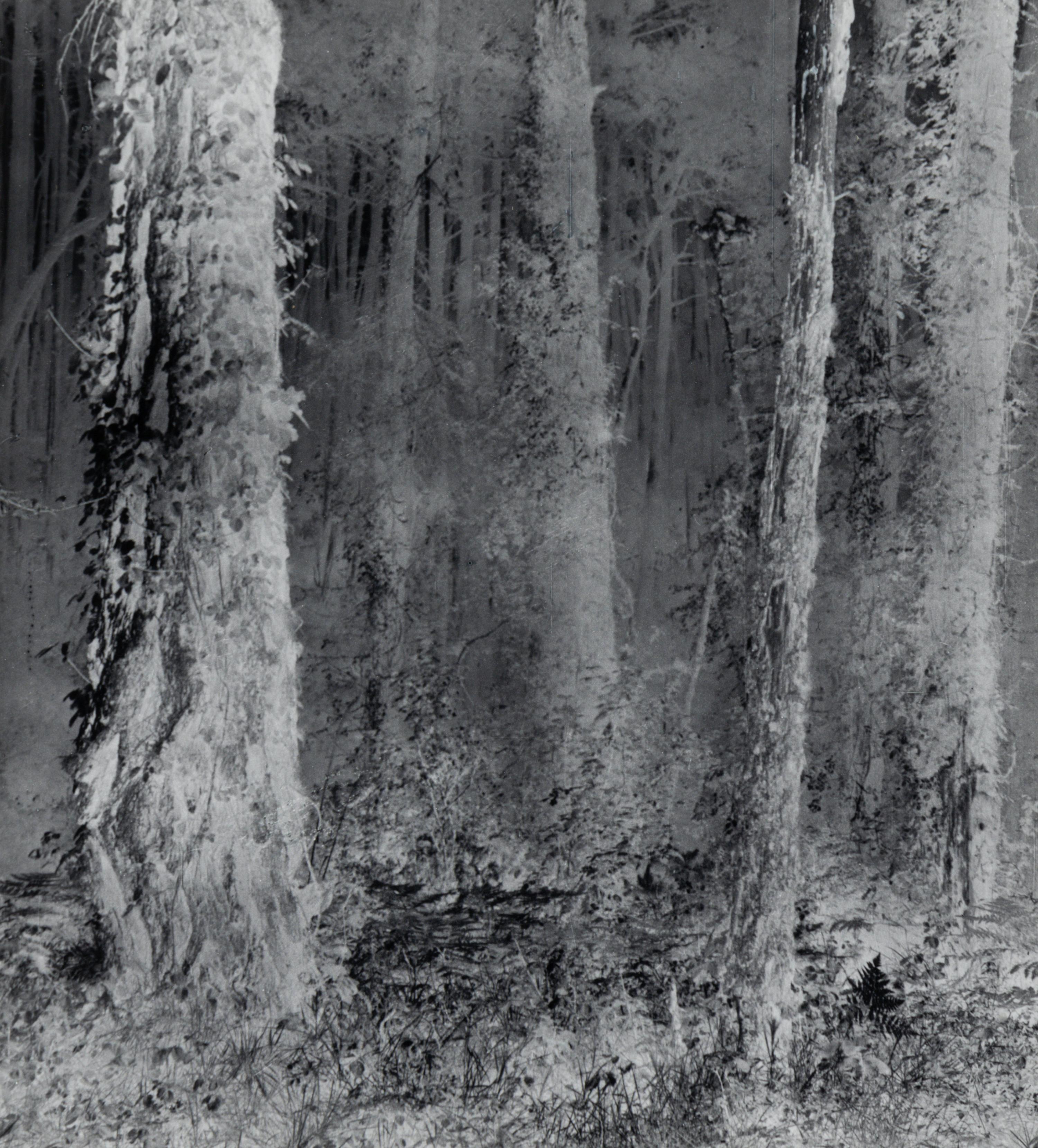 Untitled (Forest), 1970