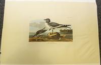 AMSTERDAM EDITION. Group of two facsimile prints from Audubon's Birds of America. Amsterdam, 1971-1972.