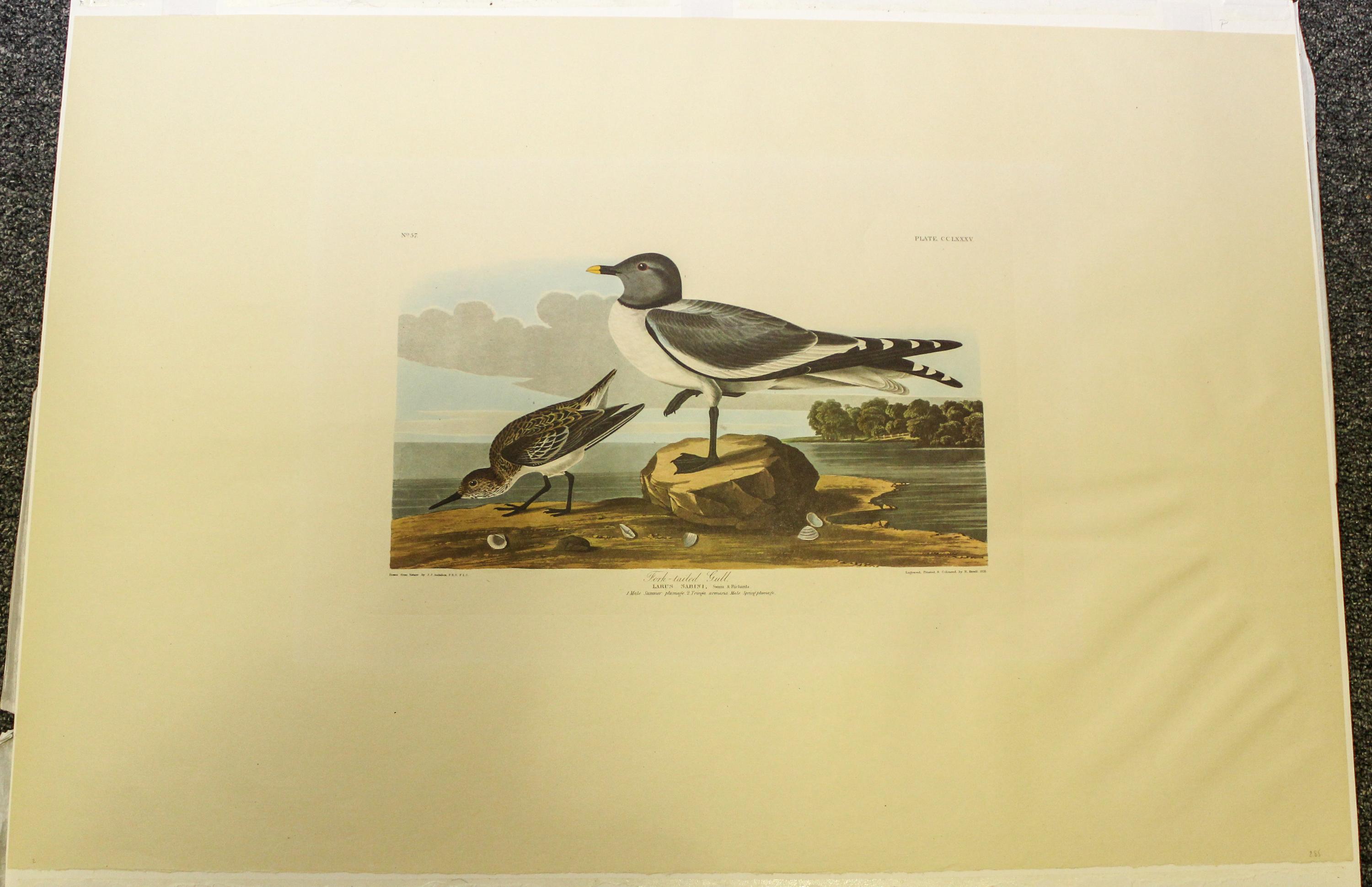 AMSTERDAM EDITION. Group of two facsimile prints from Audubon's Birds of America. Amsterdam, 1971-1972.
