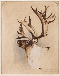 Mountain Caribou, edition 20/95