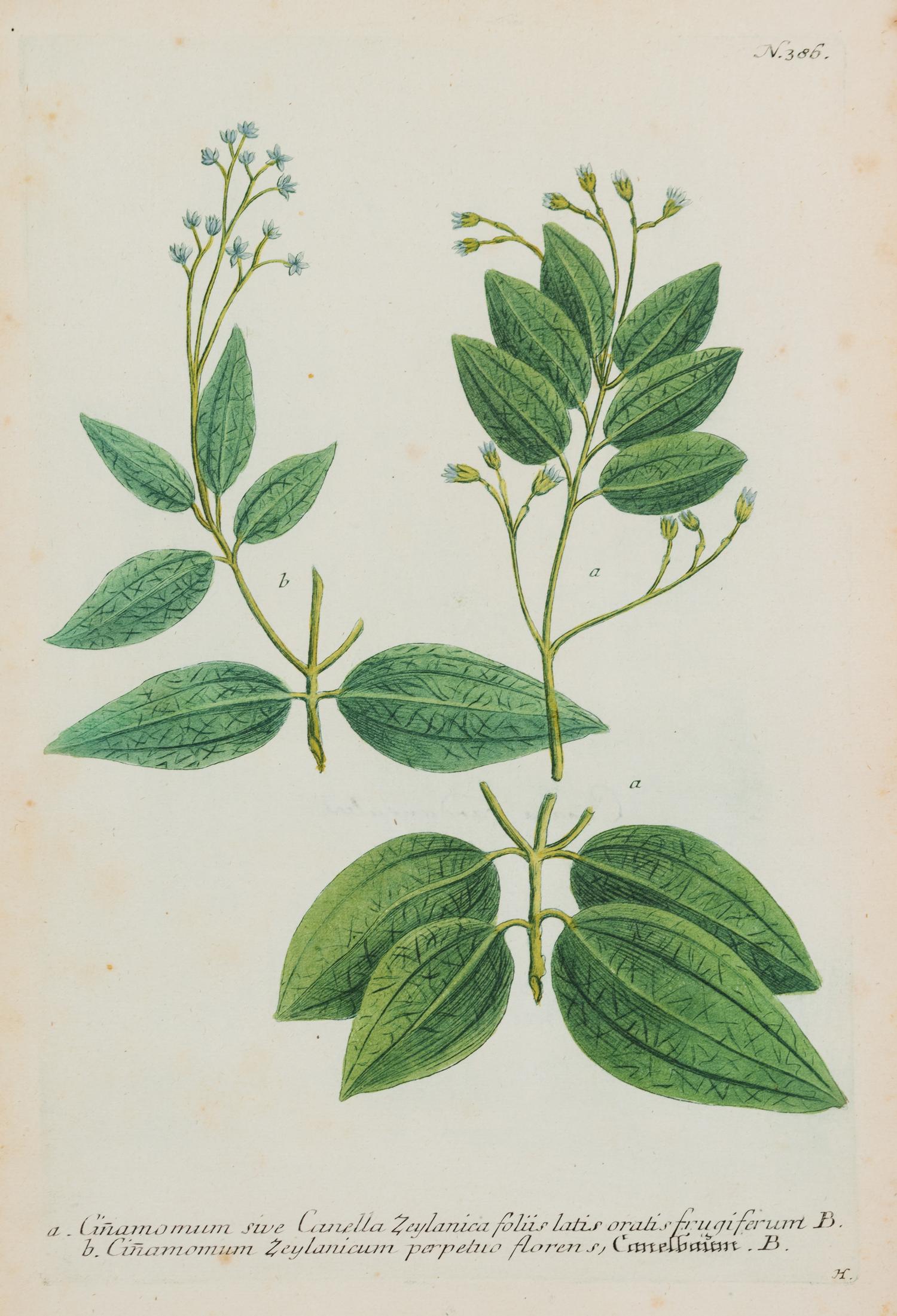 A Group of Six Hand-Colored Botanical Engravings from Johann Weinmann's Phytanthoza Iconographia — CIRCA 1740