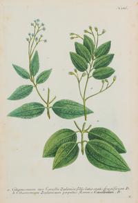 A Group of Six Hand-Colored Botanical Engravings from Johann Weinmann's Phytanthoza Iconographia — CIRCA 1740
