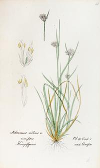 (SWISS FLORA) HEGETSCHWEILER, JOHANN. Sammlung von Schweizer-pflanzen. Basel, 1824-1846. 4 portfolios.