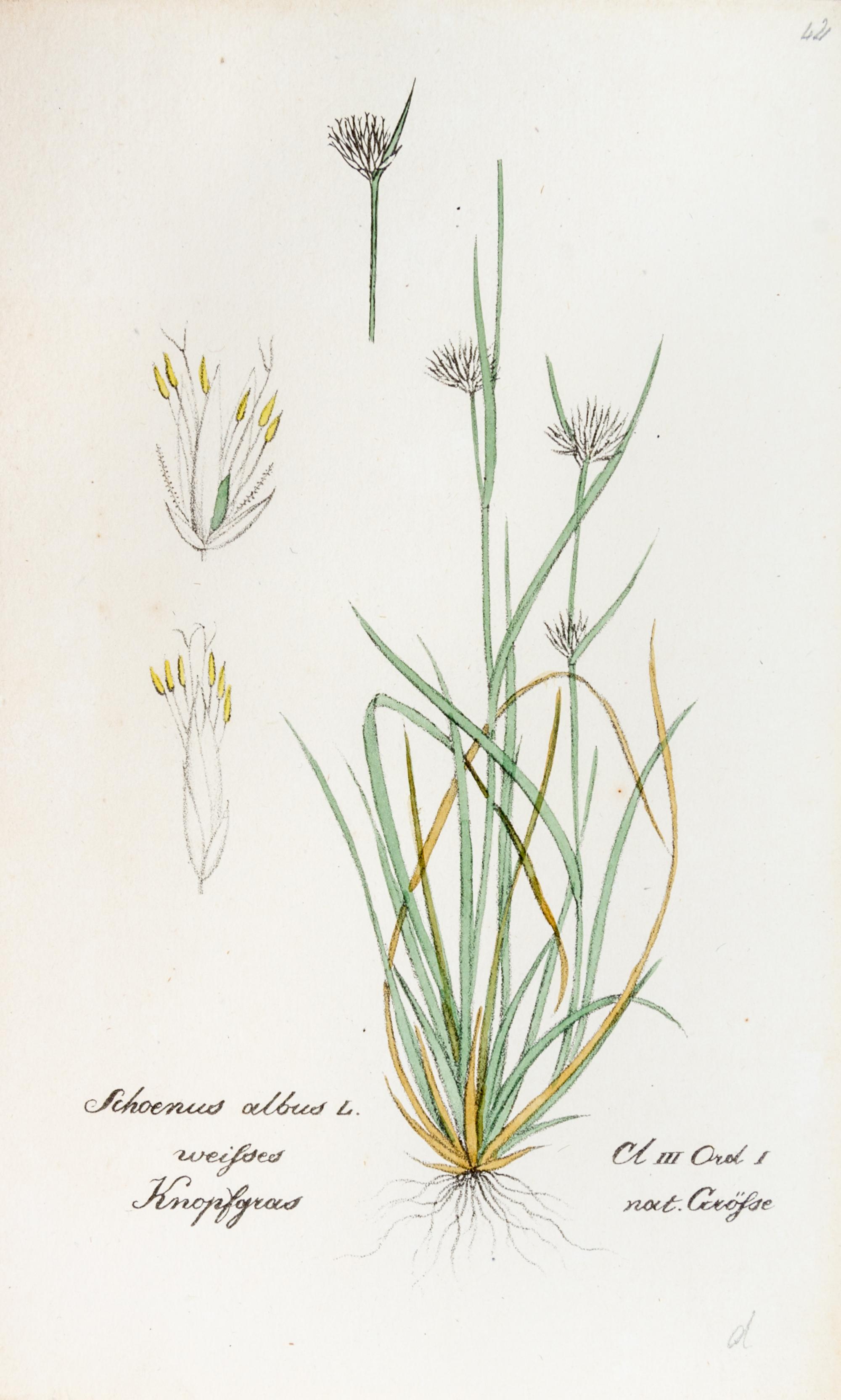 (SWISS FLORA) HEGETSCHWEILER, JOHANN. Sammlung von Schweizer-pflanzen. Basel, 1824-1846. 4 portfolios.