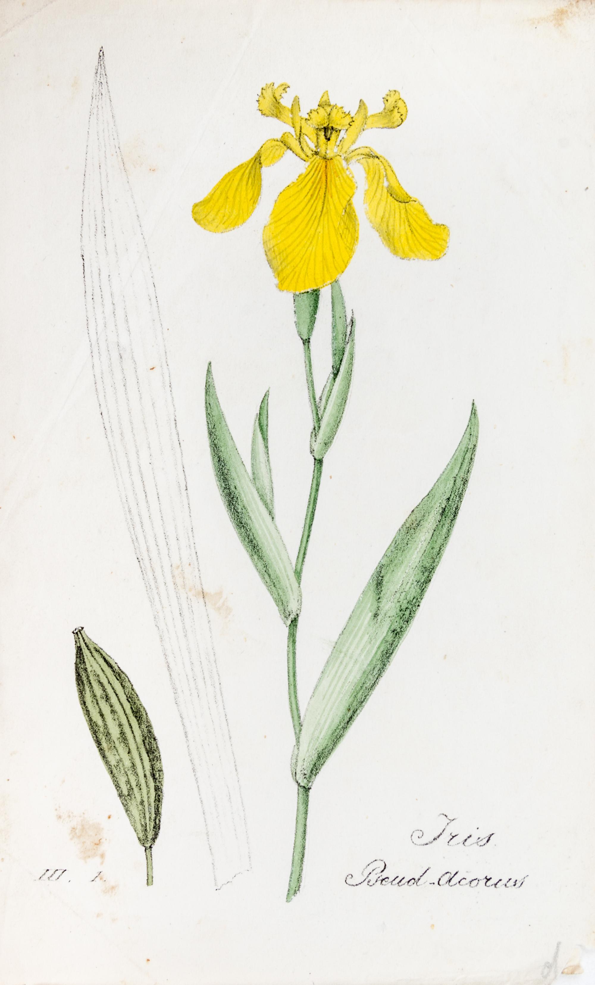 (SWISS FLORA) HEGETSCHWEILER, JOHANN. Sammlung von Schweizer-pflanzen. Basel, 1824-1846. 4 portfolios.