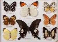 Thirty-One Framed Lepidopterological Specimens