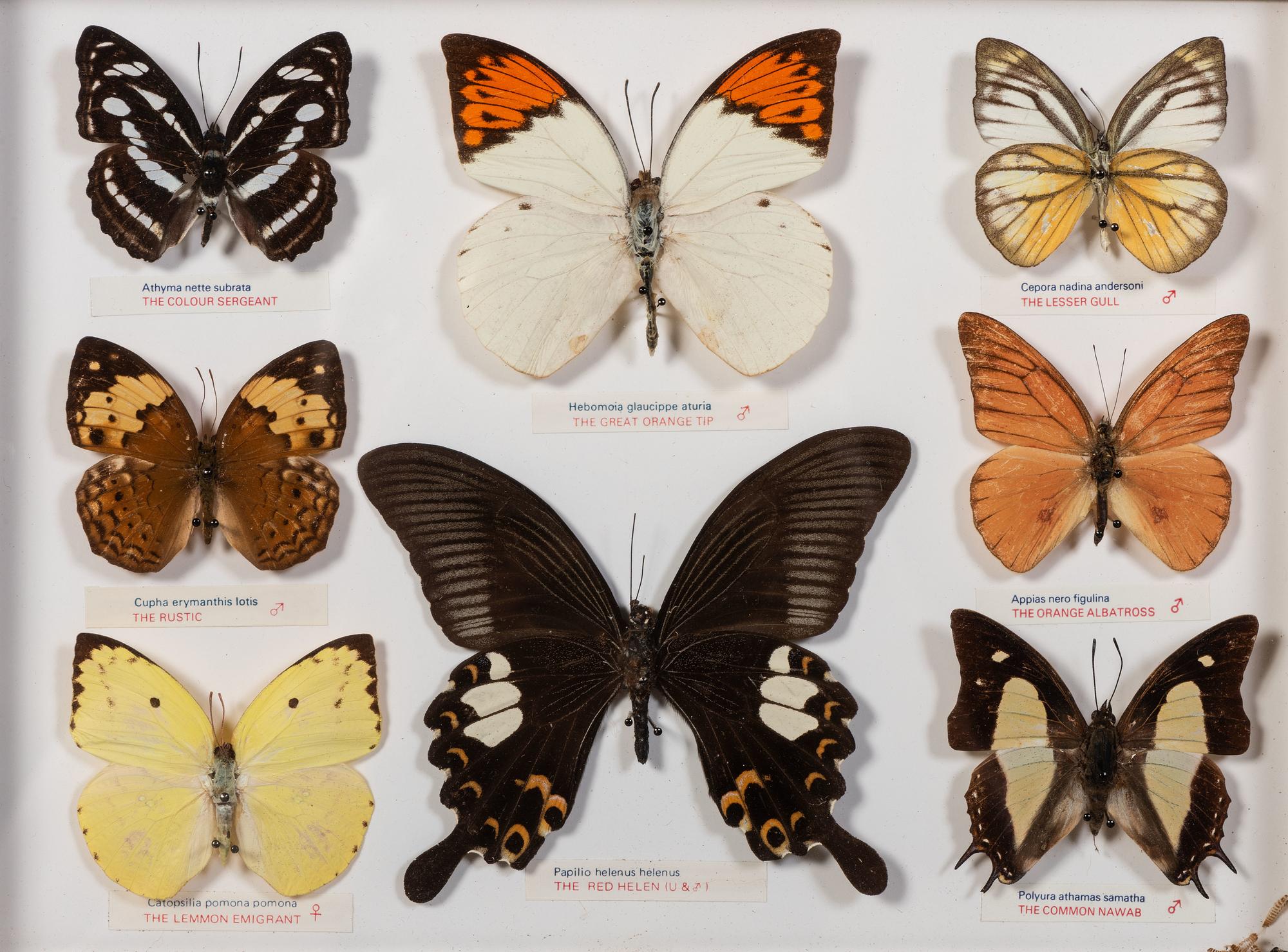 Thirty-One Framed Lepidopterological Specimens