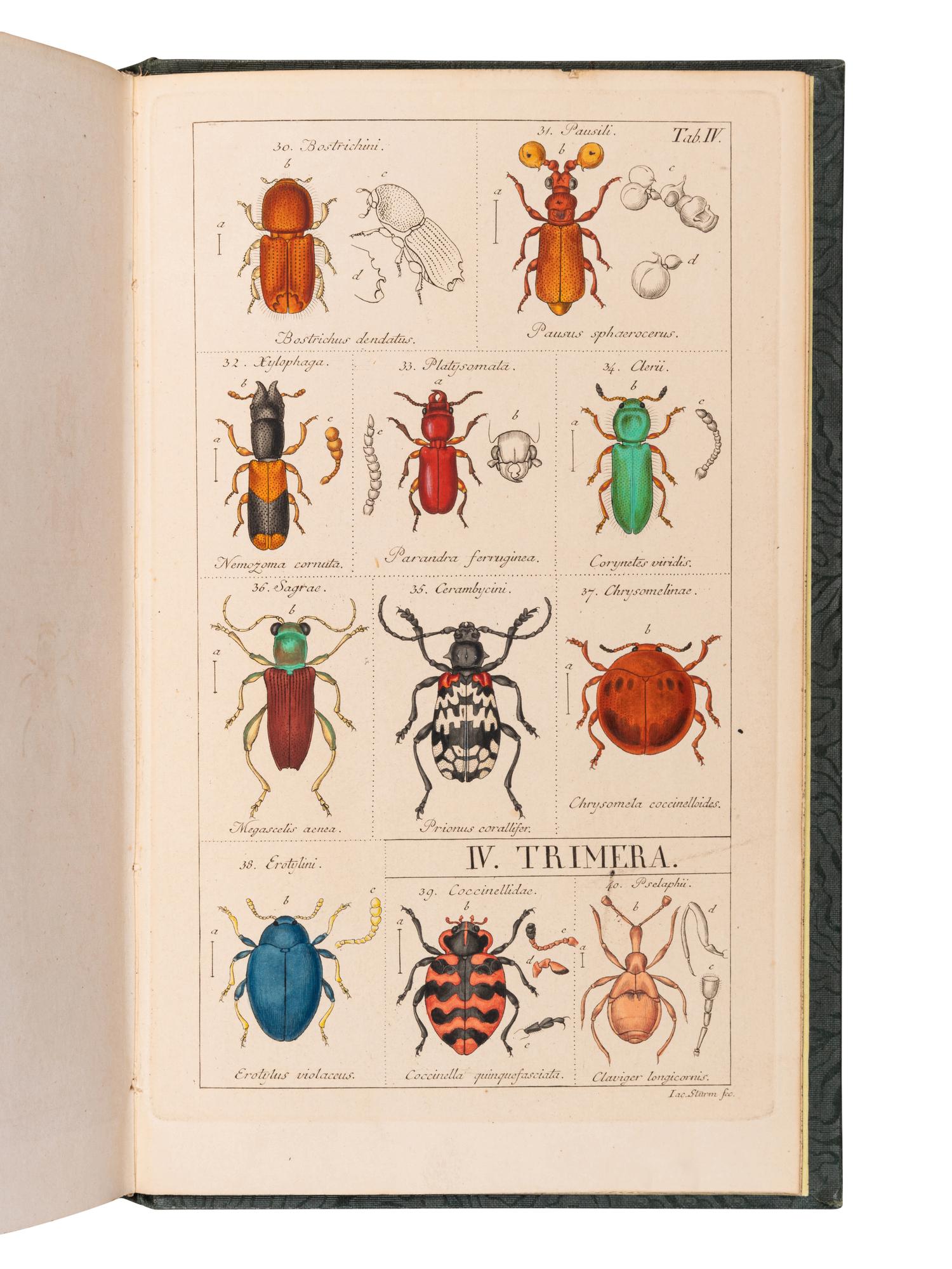 [ENTOMOLOGY & BEETLES]. A group of 47 works, comprising: