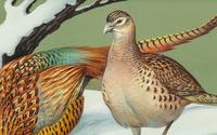 Ring-Neck Pheasant
