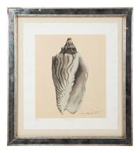 A Set of Four Decorative Nautilus Prints in Mirrored Frames — 20TH CENTURY